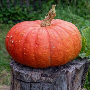 Cinderella Pumpkin Seed