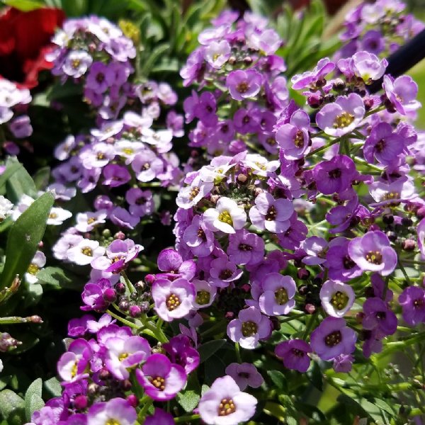 Clear Crystal Lavender Shades Alyssum Seed