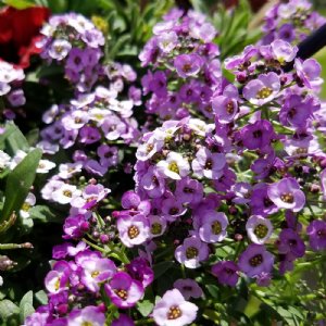 Clear Crystal Lavender Shades Alyssum Seed