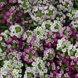 Clear Crystal Mix Alyssum Seed