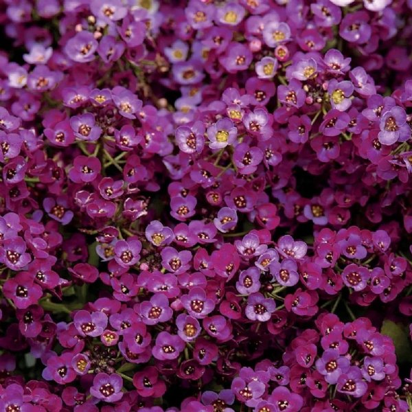 Clear Crystal Purple Shades Alyssum Seed