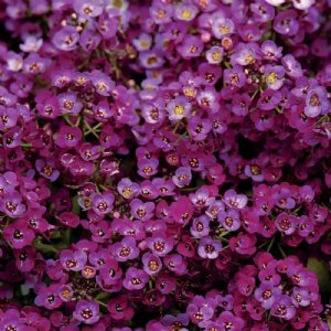 Clear Crystal Purple Shades Alyssum Seed