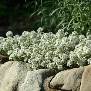 Clear Crystal White Alyssum Seed