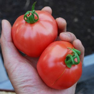 Clear Pink Tomato Seeds