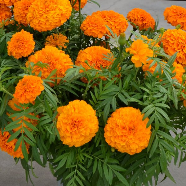 Coco Deep Orange Marigold Seed