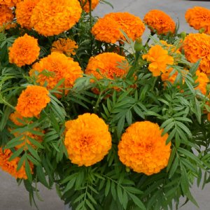 Coco Deep Orange Marigold Seed