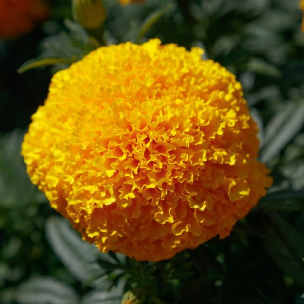 Coco Gold Marigold Seed