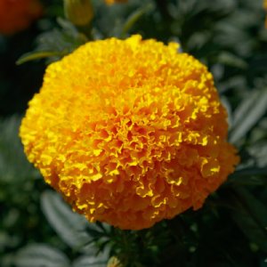 Coco Gold Marigold Seed