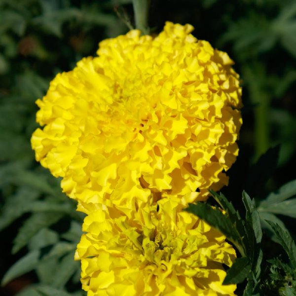 Coco Yellow Marigold Seed