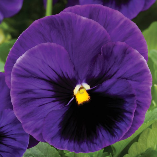 Colossus Deep Blue Blotch Pansy Seed