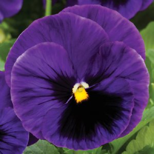 Colossus Deep Blue Blotch Pansy Seed