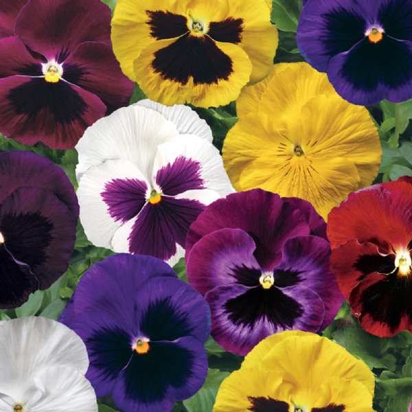 Colossus Mix Pansy Seed