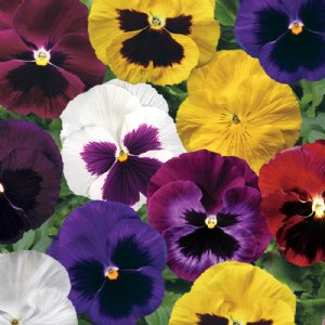 Colossus Mix Pansy Seed