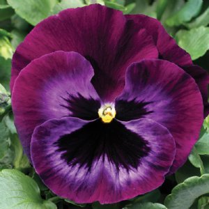 Colossus Neon Violet Pansy Seed