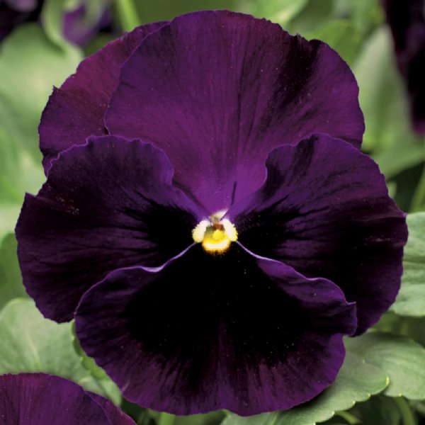 Colossus Purple Blotch Pansy Seed