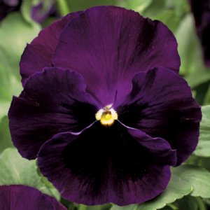 Colossus Purple Blotch Pansy Seed