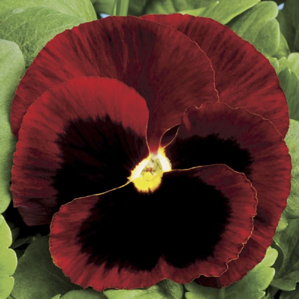 Colossus Red Blotch Pansy Seed