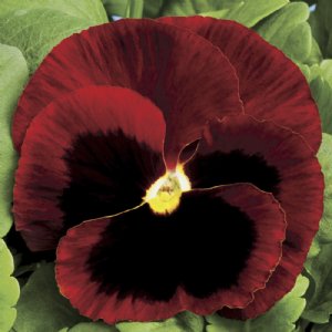 Colossus Red Blotch Pansy Seed