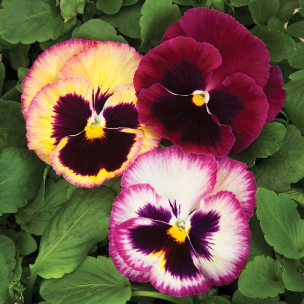 Colossus Rose Medley Pansy Seed