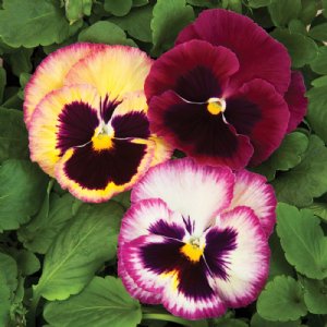 Colossus Rose Medley Pansy Seed