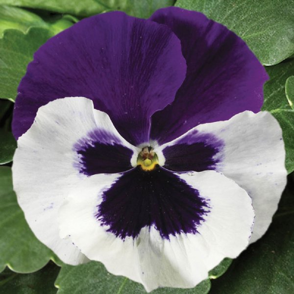 Colossus White w/Purple Wing Pansy Seed