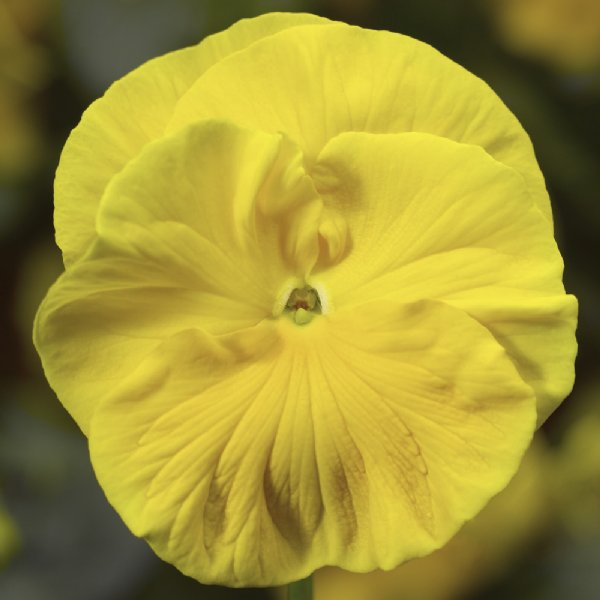 Colossus Yellow Pansy Seed