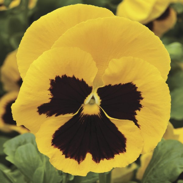 Colossus Yellow Blotch Pansy Seed