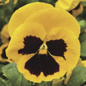 Colossus Yellow Blotch Pansy Seed