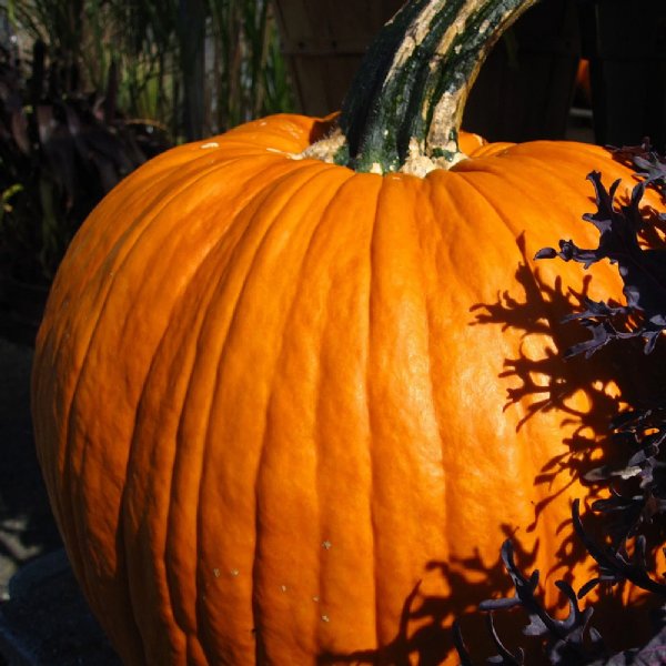 Connecticut Field Pumpkin Seed