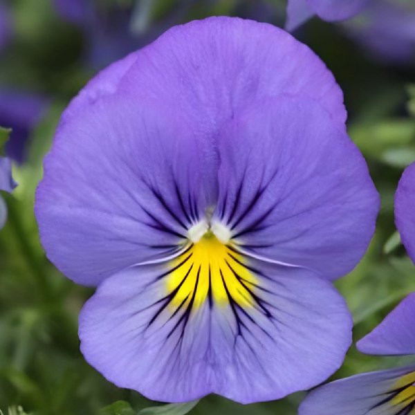 Cool Wave Blue Skies Pansy Seed