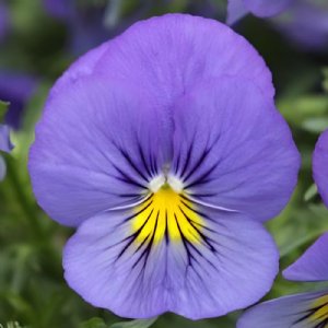 Cool Wave Blue Skies Pansy Seed