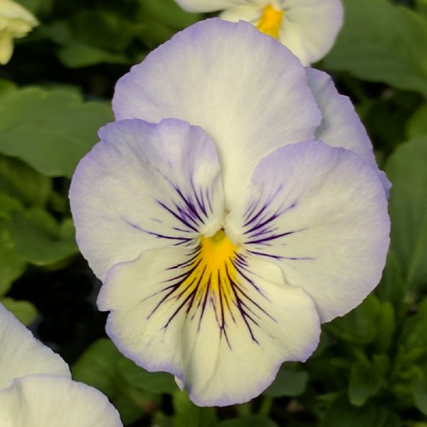 Cool Wave Frost Pansy Seed