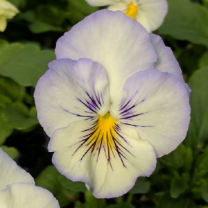 Cool Wave Frost Pansy Seed