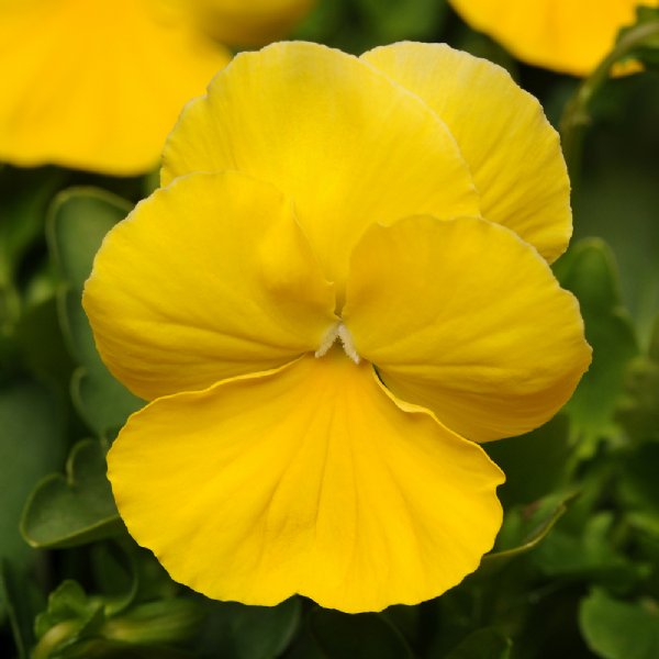 Cool Wave Golden Yellow Pansy Seed