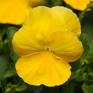 Cool Wave Golden Yellow Pansy Seed