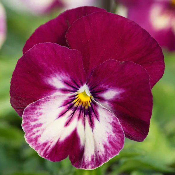 Cool Wave Raspberry Pansy Seed