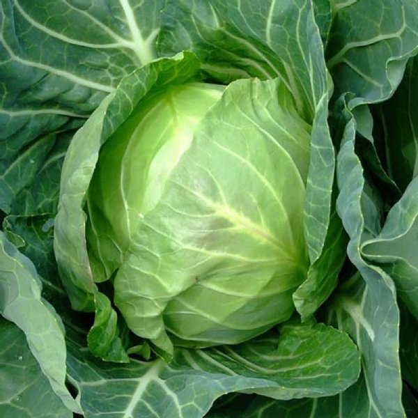 Copenhagen Market Cabbage Seed