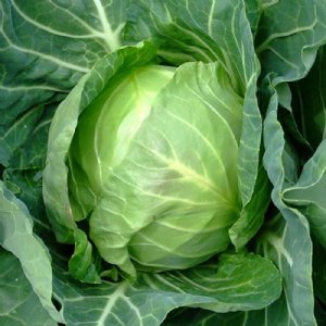 Copenhagen Market Cabbage Seed