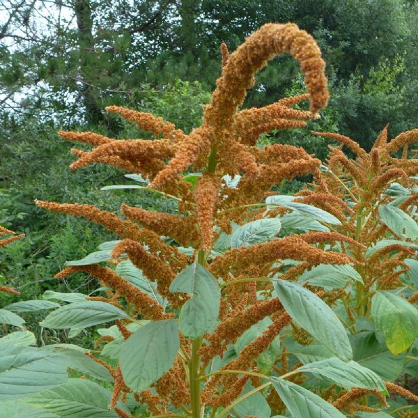 Copperhead Amaranthus Seed