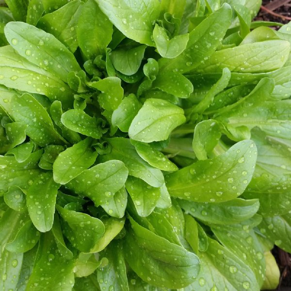 Corn Salad French Seed