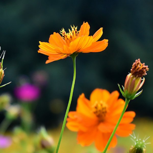 Cosmic Orange Cosmos Seed