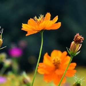 Cosmic Orange Cosmos Seed