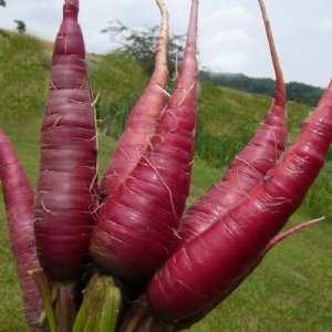 Cosmic Purple Carrot Seed