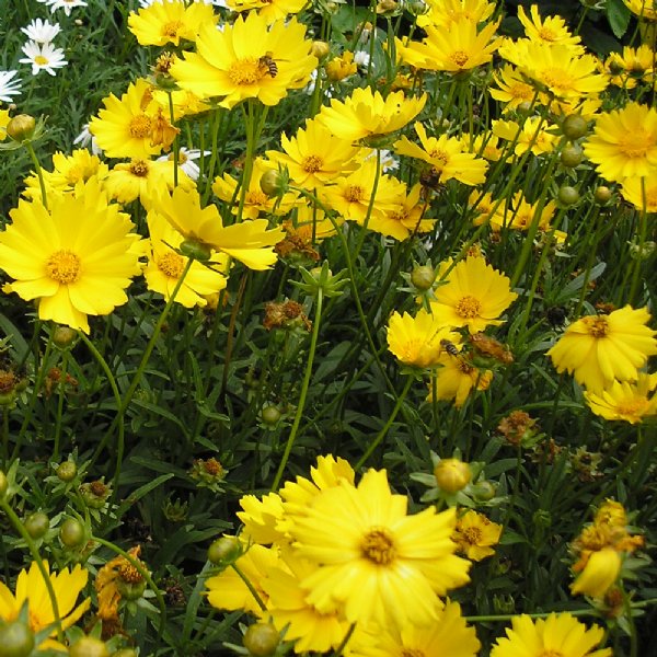 Cosmic Yellow Cosmos Seed