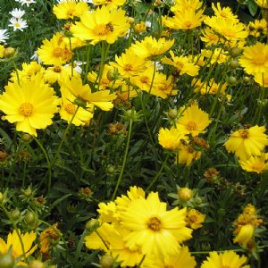 Cosmic Yellow Cosmos Seed