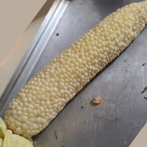 Country Gentleman Sweet Corn Seed