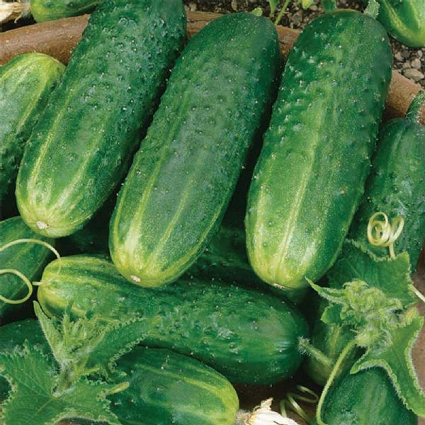 County Fair Cucumber Seed