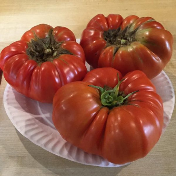 Coustralee Tomato Seeds