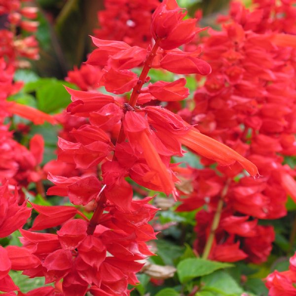 Cover Girl Salvia Seed