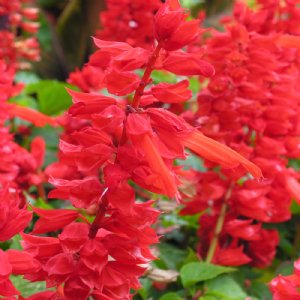 Cover Girl Salvia Seed